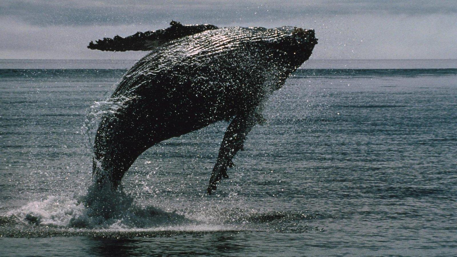 Bitcoin Whales Invested $16.7 Billion in Two Weeks Despite ETF Outflows